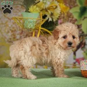 Haylee, Havapoo Puppy